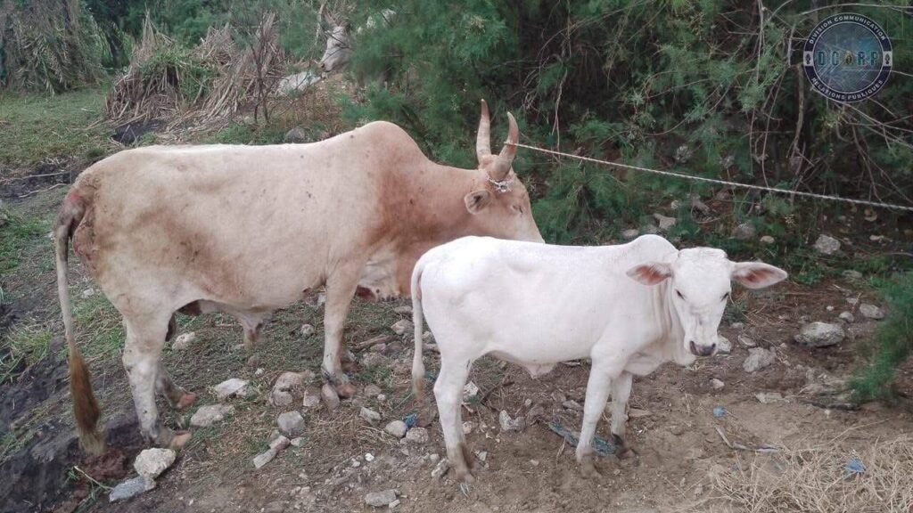 Lire la suite à propos de l’article Bambilor : Un présumé chef d&rsquo;un réseau de voleurs de bétail sous les verrous.