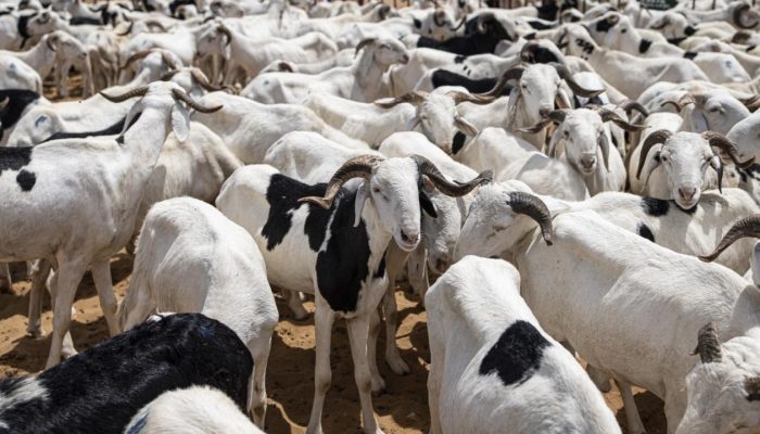 Tabaski au Sénégal : Les prix des moutons s&rsquo;envolent entre crise au Mali et spéculation sur l&rsquo;aliment de bétail